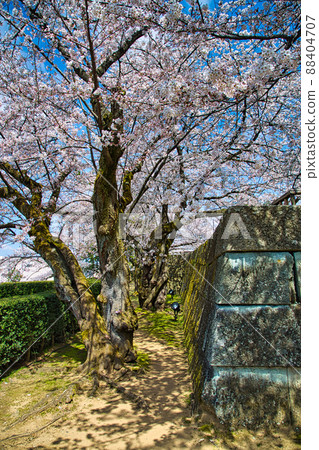 Sakura-Fukui Prefectural Office 88404707