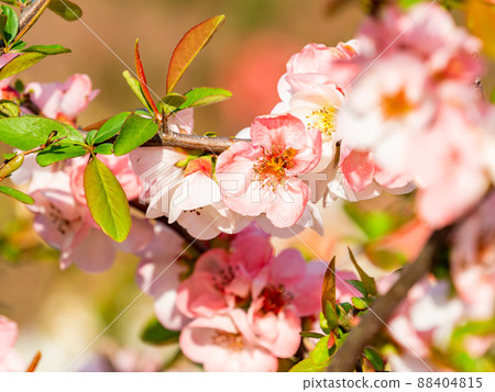 春季生產，美麗綻放的散景花盛開，特寫 88404815