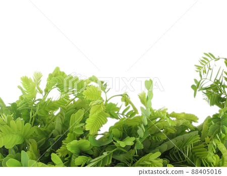 Close up of fresh tamarind leaves for Thai dish isolated on white background Close up of fresh tamarind leaves for Thai dish isolated on white background 88405016