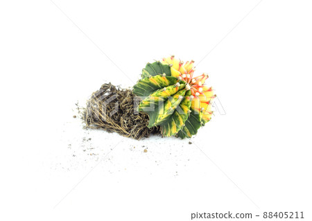 LB2178 Gymnocalycium Hybrid Cactus with many roots and some soil isolated on white background 88405211
