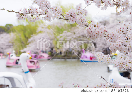 [Spring image of Tokyo] Shinobazunoike Pond and cherry blossoms in full bloom 88405278