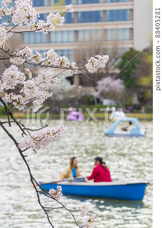 [Spring image of Tokyo] Shinobazunoike Pond and cherry blossoms in full bloom 88405281