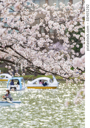 [Spring image of Tokyo] Shinobazunoike Pond and cherry blossoms in full bloom 88405292