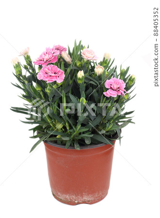 Pot of beautiful carnation flowers - pink color isolated on white background 88405352