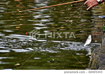 Herahuna fishing Herahuna fishing 88405443