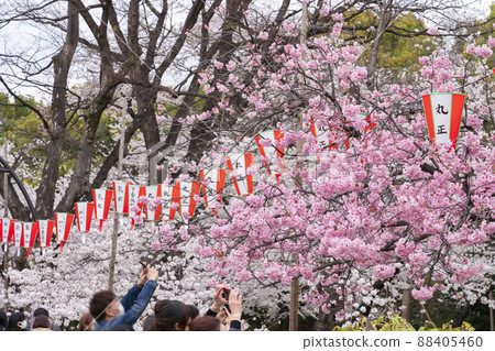 【東京賞櫻】上野公園賞櫻 88405460