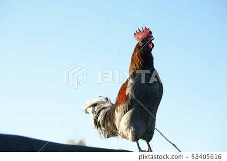 Cock 88405616