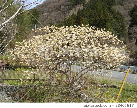 Mitsumata in full bloom (tree shape with branches spreading horizontally) 88405617
