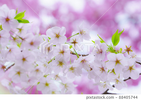 [春天圖像] 櫻花 88405744