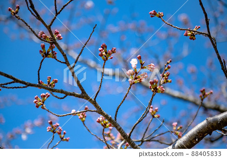 吉野櫻花(芽) 吉野櫻花(芽) 88405833
