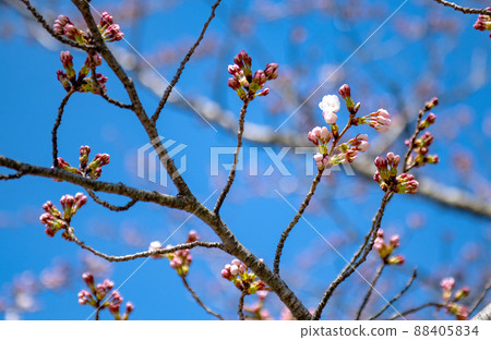 吉野櫻花（芽） 88405834