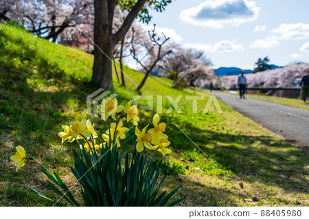 Narcissus and Yoshino cherry blossoms on the cycling road Narcissus and Yoshino cherry blossoms on the cycling road 88405980