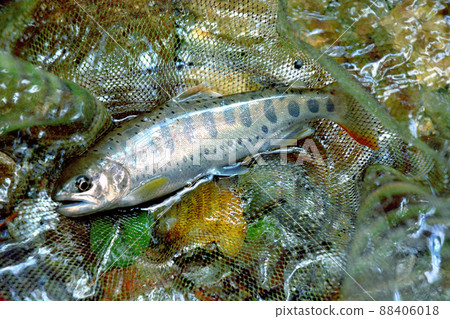 Amago caught in the Ichinose Valley 88406018