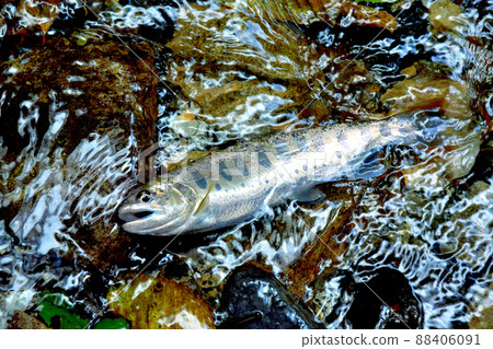 Amago caught in the Ichinose Valley Amago caught in the Ichinose Valley 88406091