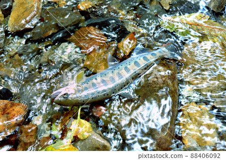 Amago caught in the Ichinose Valley 88406092