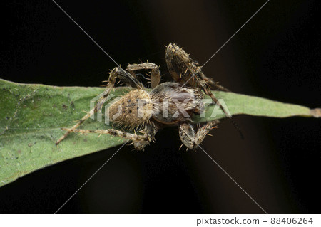 Orb weaver spider, Arnea species, Satara, Maharashtra, India 88406264