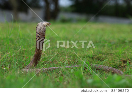 Monocled cobra, Naja kaouthia, also called monocellate cobra, or Indian spitting cobra, is a venomous cobra species widespread across South and Southeast Asia,west bengal india 88406270