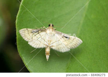 Wax moth species, Satara, Maharashtra, India 88406273