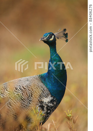 Indian peafowl, Pavo cristatus, Satara, Maharashtra, India Indian peafowl, Pavo cristatus, Satara, Maharashtra, India 88406276