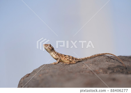 Male blue fanthroated lizard, Sarada deccanensis, Satara, Maharashtra, India 88406277