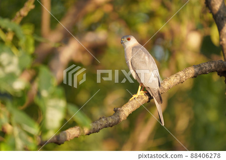 Shikra, Accipiter badius, Satara, Maharashtra, India 88406278