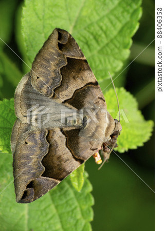 Triangle moth species, Satara, Maharashtra, India Triangle moth species, Satara, Maharashtra, India 88406358