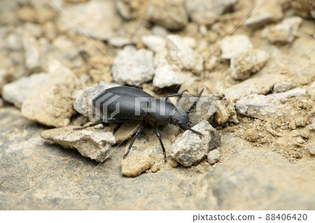 Black ground beetle species, Satara, Maharashtra, India Black ground beetle species, Satara, Maharashtra, India 88406420