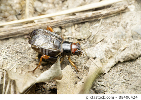 Ground cricket insect chirping, Satara, Maharashtra, India Ground cricket insect chirping, Satara, Maharashtra, India 88406424