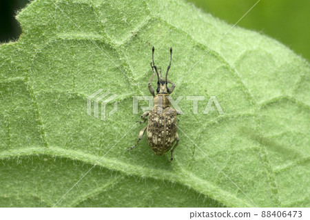 Bean weevil, Acanthoscelides obtectus, Satara, Maharashtra, India Bean weevil, Acanthoscelides obtectus, Satara, Maharashtra, India 88406473