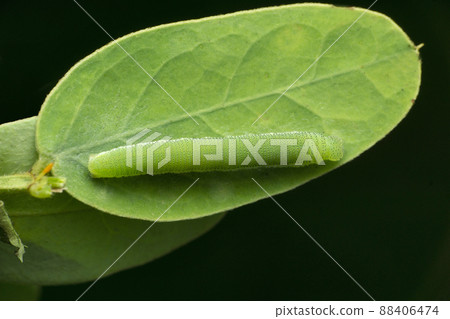 Cotton moth caterpillar, Satara, Maharashtra, India Cotton moth caterpillar, Satara, Maharashtra, India 88406474