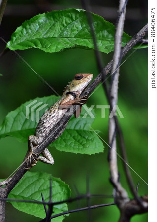 Garden lizard, Satara, Maharashtra, India Garden lizard, Satara, Maharashtra, India 88406475