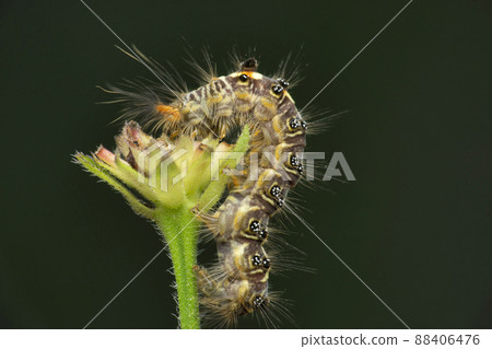 Moth caterpillar, Satara, Maharashtra, India Moth caterpillar, Satara, Maharashtra, India 88406476