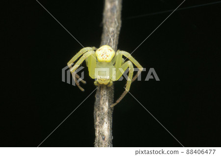 Yellow grass crab spider, Ozyptila Species, Satara, Maharashtra, India Yellow grass crab spider, Ozyptila Species, Satara, Maharashtra, India 88406477