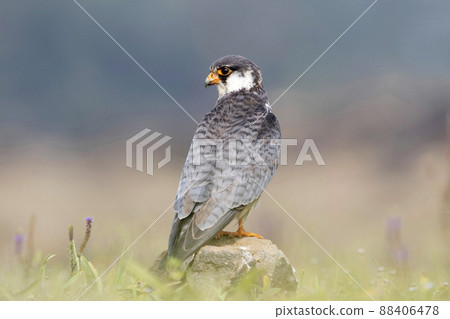 Amur falcon, Falco amurensis. It breeds in south-eastern Siberia and Northern China before migrating in large flocks across India and over the Arabian Sea to winter in Southern and East Africa, Amur falcon, Falco amurensis. It breeds in south-eastern Siberia and Northern China before migrating in large flocks across India and over the Arabian Sea to winter in Southern and East Africa, 88406478