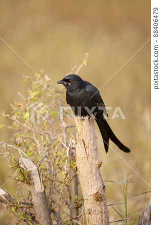 Black drongo, Dicrurus macrocercus, Satara, Maharashtra, India Black drongo, Dicrurus macrocercus, Satara, Maharashtra, India 88406479