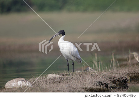 Black-headed ibis, Threskiornis melanocephalus, Satara, Maharashtra, India Black-headed ibis, Threskiornis melanocephalus, Satara, Maharashtra, India 88406480