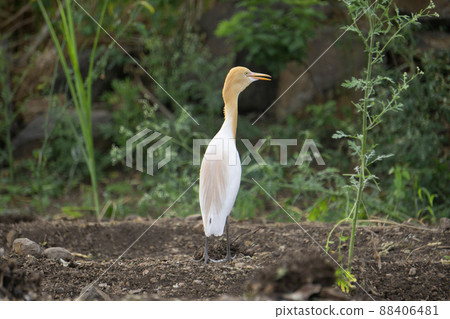 Cattle egret, Bubulcus ibis, Satara, Maharashtra, India 88406481