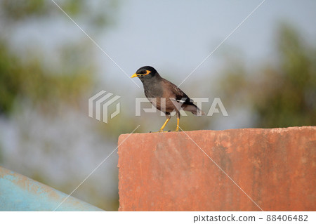 Common myna or Indian myna, Acridotheres tristis, Satara, Maharashtra, India 88406482