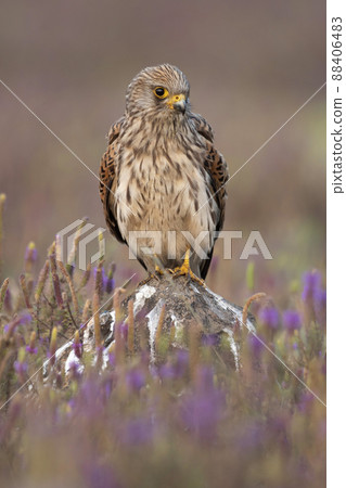 Female common kestrel, Falco tinnunculus, Satara, Maharashtra, India Female common kestrel, Falco tinnunculus, Satara, Maharashtra, India 88406483
