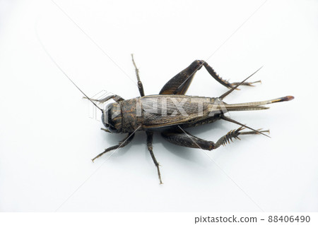 Field cricket insect, Satara, Maharashtra, India Field cricket insect, Satara, Maharashtra, India 88406490