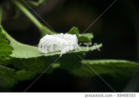 White furry moth species, Satara, Maharashtra, India White furry moth species, Satara, Maharashtra, India 88406583