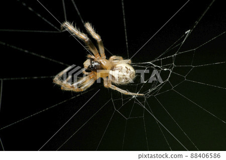 Asian long jawed orb weaver spider , Guizygiella species, Satara, Maharashtra, India 88406586