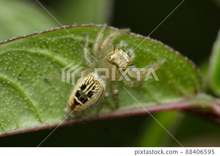 Dorsal view of Jumping spider, Thyene imperialis female, Satara, Maharashtra, India 88406595