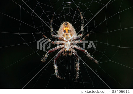 Spotted orb weaver spider, neoscona species, Satara, Maharashtra, India Spotted orb weaver spider, neoscona species, Satara, Maharashtra, India 88406611