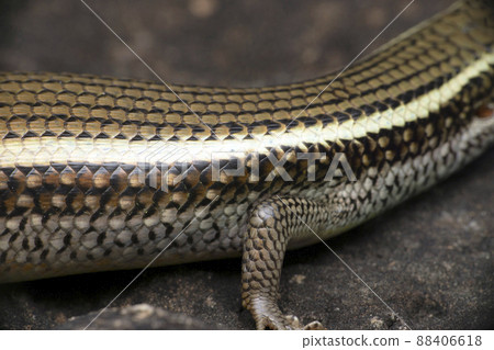 Body scales of bronze grass skink, Satara, Maharashtra, India 88406618