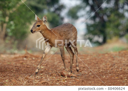 Indian muntjac , Muntiacus muntjak, Satara, Maharashtra, India Indian muntjac , Muntiacus muntjak, Satara, Maharashtra, India 88406624