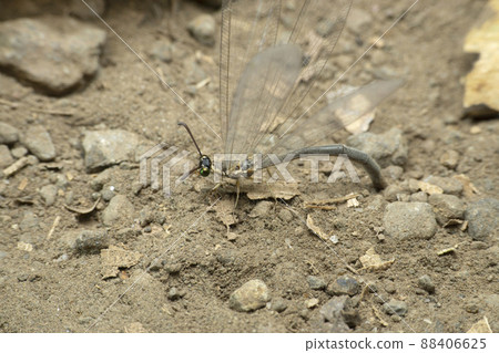 Female lacewing insect laying eggs in sand, Satara, Maharashtra, India 88406625