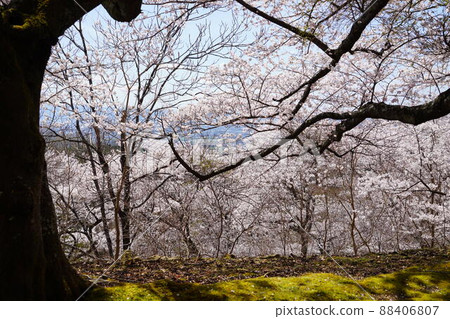 Takamadoyama Driveway on the day of the declaration of full bloom of cherry blossoms Takamadoyama Driveway on the day of the declaration of full bloom of cherry blossoms 88406807