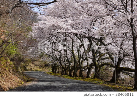 Takamadoyama Driveway on the day of the declaration of full bloom of cherry blossoms 88406811