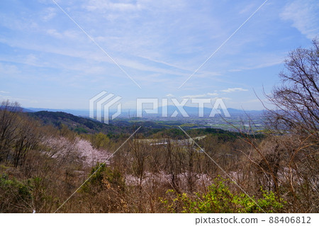 Takamadoyama Driveway on the day of the declaration of full bloom of cherry blossoms 88406812